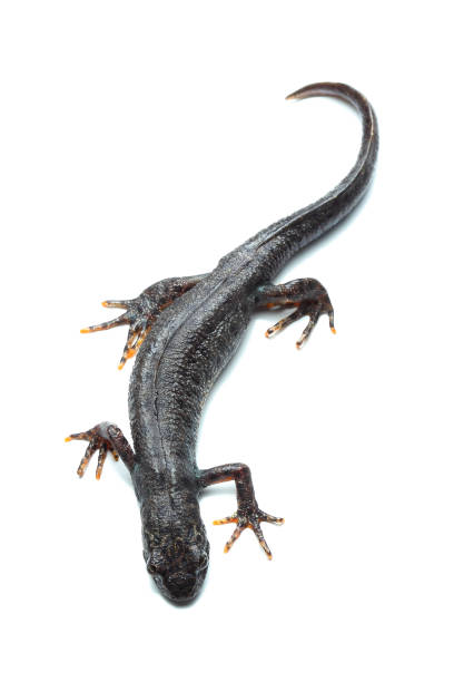 istock Great crested newt (Triturus cristatus) isolated on white 812973808
