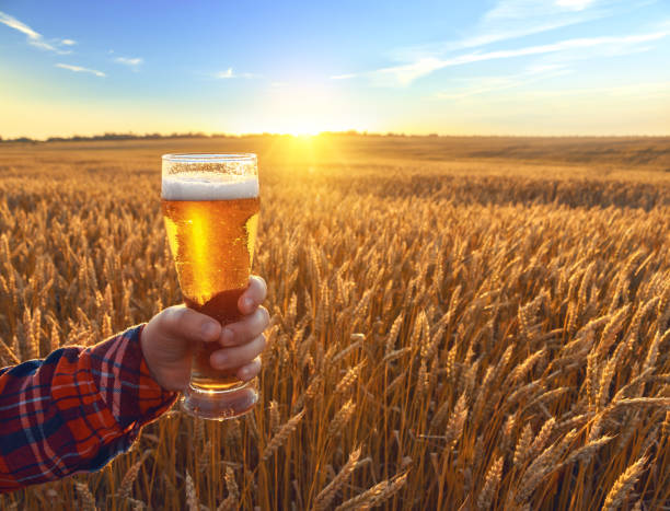 麦畑と青空の背景に夕暮れ時の冷たいビールのグラス。夏の風景。レクリエーションとリラックスします。新鮮な醸造エール。酒と残りの部分。 - mug beer barley wheat ストックフォトと画像