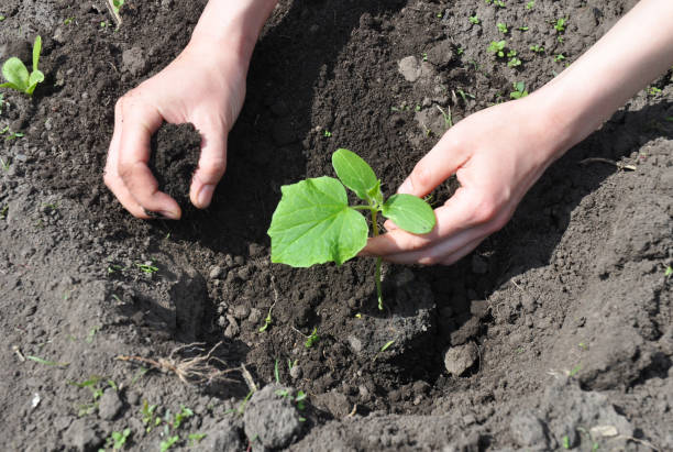 istock Gardener Hands Planting Cucumber. 812974132
