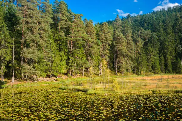 The Huzenbacher See lake near Baiersbronn in the Black Forest