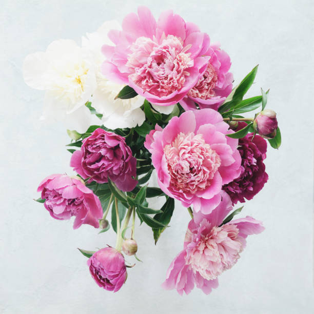 Pink and white peonies bouquet Bouquet of beautiful penies closeup view, desaturated effect. Square crop white shabby chic desk stock pictures, royalty-free photos & images