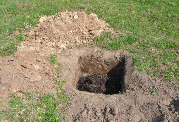 istock Tree organic fertilization Compost in digging hole.. Organic fertilizer for tree planting. Tutorial. 812977326