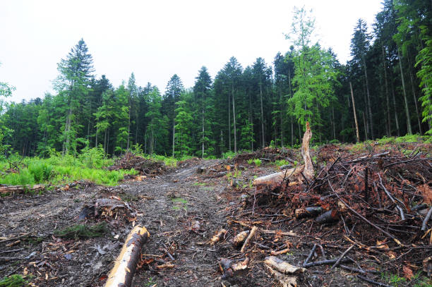 istock Deforestation in Ukraine, Europe. Tree stump  after deforestation. 812977492