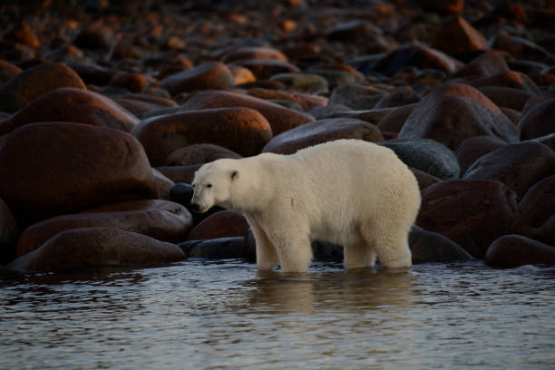 istock polar bears in Churchill Canada 812979812