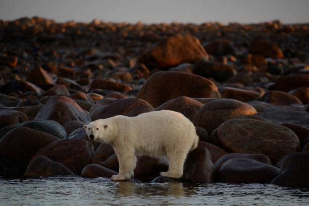 istock polar bears in Churchill Canada 812979814