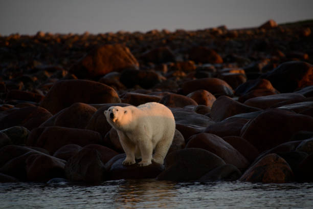 istock polar bears in Churchill Canada 812979866