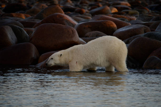 istock polar bears in Churchill Canada 812979868