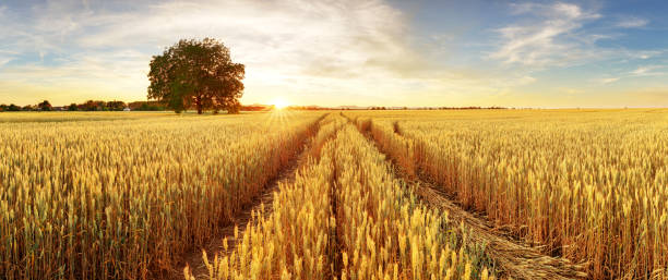 gold wheat flied panorama with tree at sunset, rural countryside - golden wheat imagens e fotografias de stock