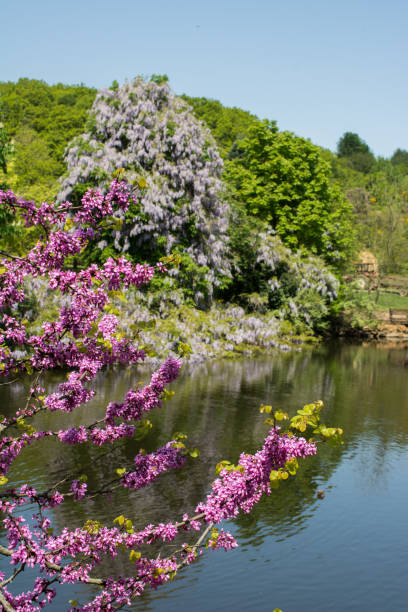 Flowers bloom in the spring in trees