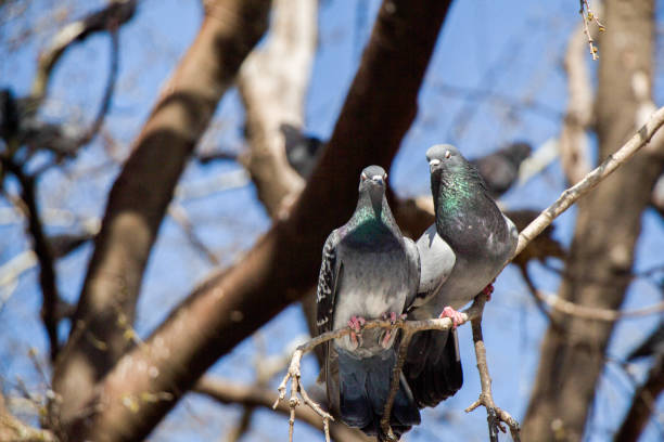 istock Pigeons sitting on the tree branch 812984164