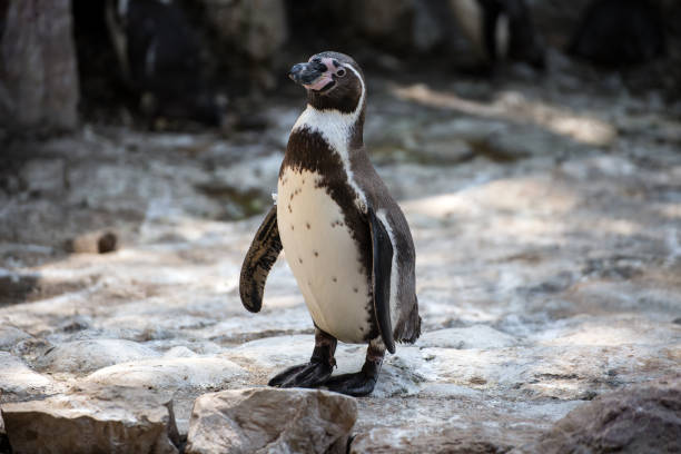изолированный пингвин гумбольдта на камне - humboldt penguin стоковые фото и изображения