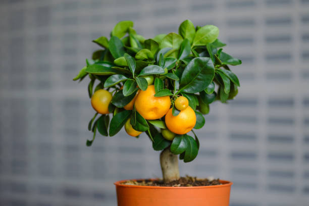 istock Ripe oranges or tangerines hanging on a tree 812987210