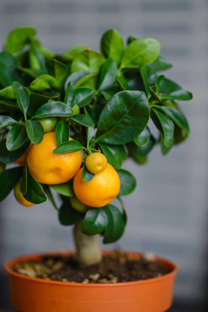 istock Ripe oranges or tangerines hanging on a tree 812987212