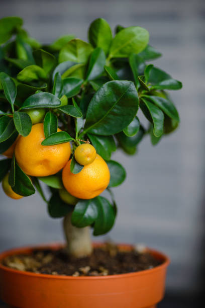 istock Ripe oranges or tangerines hanging on a tree 812987218