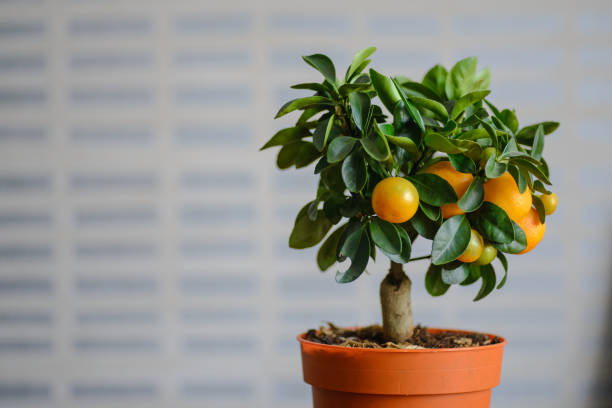 istock Ripe oranges or tangerines hanging on a tree 812987220