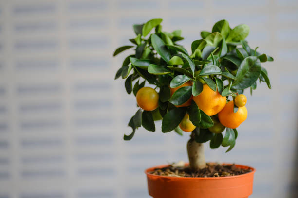 istock Ripe oranges or tangerines hanging on a tree 812987236