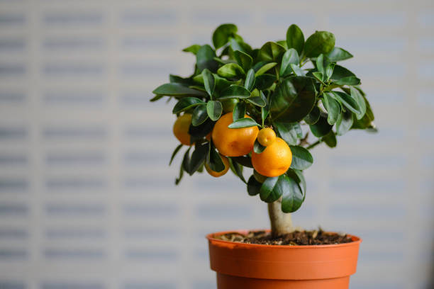 istock Ripe oranges or tangerines hanging on a tree 812987242