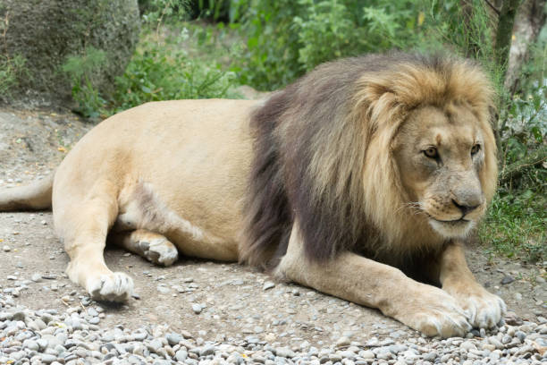 istock Male African Lion 812987334