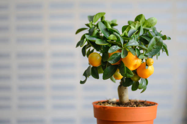 istock Ripe oranges or tangerines hanging on a tree 812987476