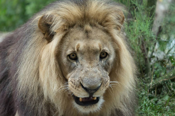 istock Male African Lion 812987536