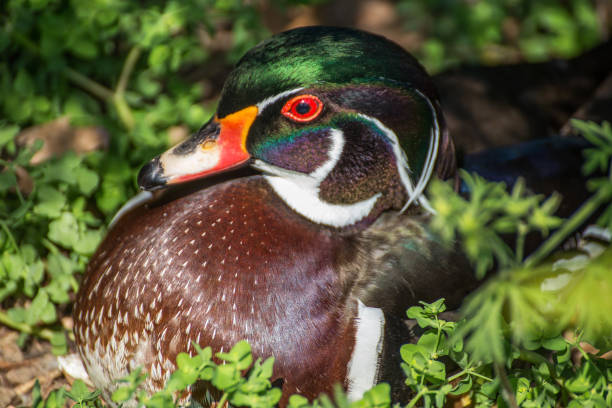istock Wood duck portrait 812987588