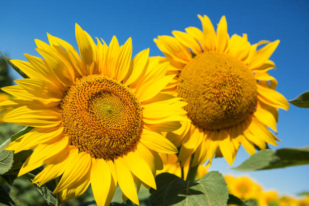 istock Sunflowers against the blue sky, close-up 812989800