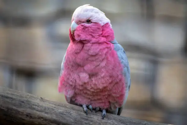 Pink cockatoo wore