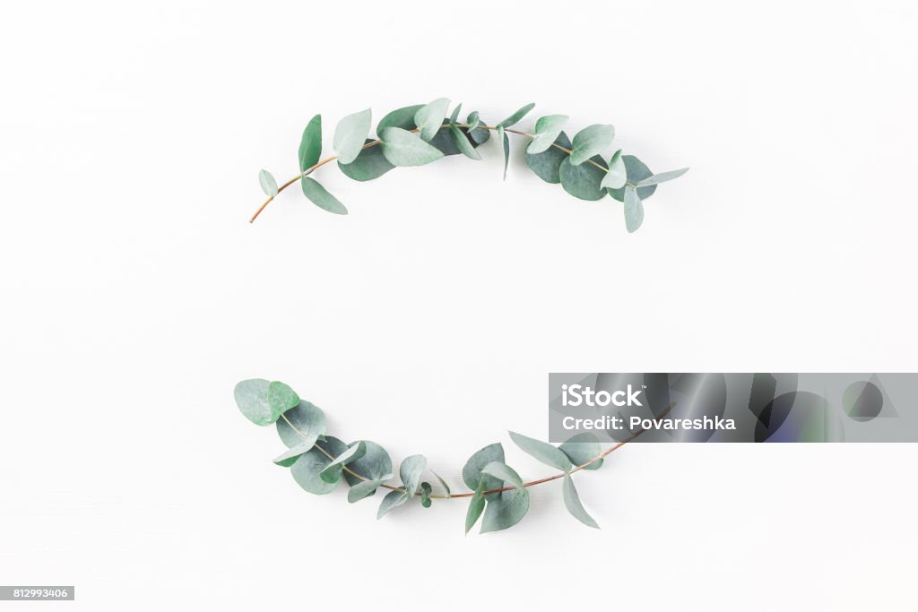 Wreath made of eucalyptus branches. Flat lay, top view Eucalyptus on white background. Wreath made of eucalyptus branches. Flat lay, top view, copy space Eucalyptus Tree Stock Photo