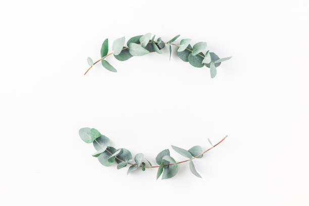 Wreath made of eucalyptus branches. Flat lay, top view Eucalyptus on white background. Wreath made of eucalyptus branches. Flat lay, top view, copy space eucalyptus stock pictures, royalty-free photos & images