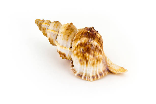 istock Beautiful sea shell,Nobilis Bursa, isolated on white background 812993850