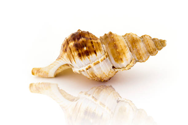 istock Beautiful sea shell,Nobilis Bursa, isolated on white background 812993890