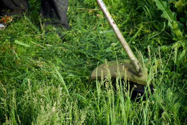 istock Application trimmers. Mowing green grass using a fishing line trimmer 812994016