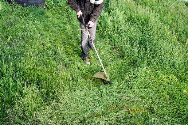 istock Application trimmers. Mowing green grass using a fishing line trimmer 812994070