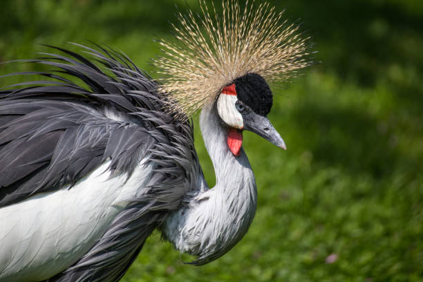 istock Crowned crane portrait with green background 812997104