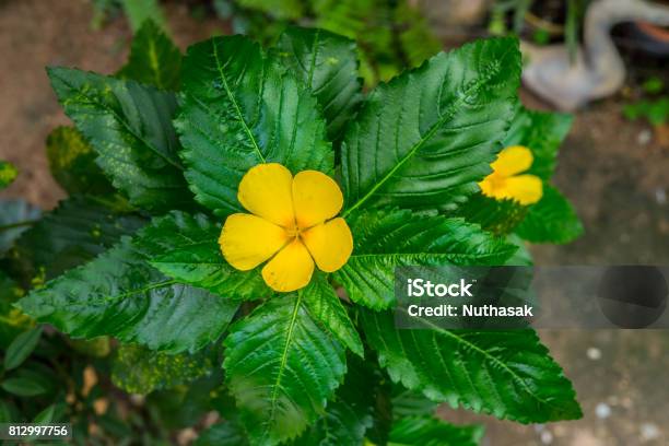 Foto de Feche De Flor Amarela Vinca e mais fotos de stock de Agricultura -  Agricultura, Ajardinado, Amarelo - iStock