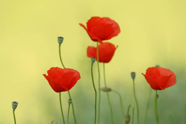 istock poppy flowers in green grass 812998576