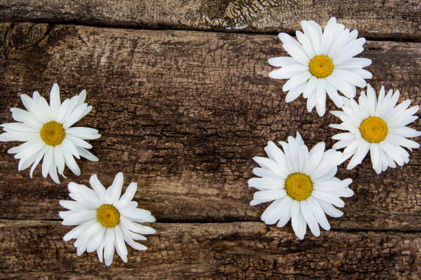 istock Fresh chamomile flowers on the wooden table. Top view with copy space 812998652