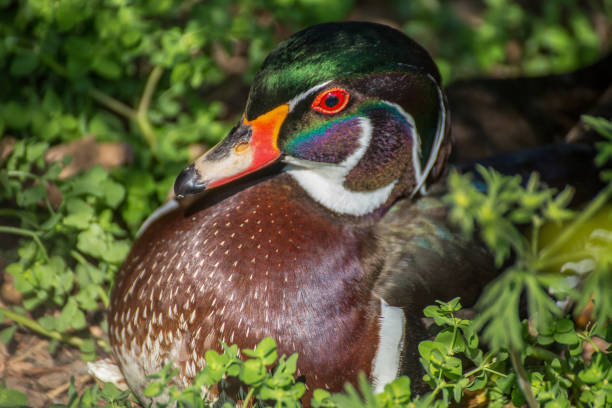 istock Wood duck portrait 813001212