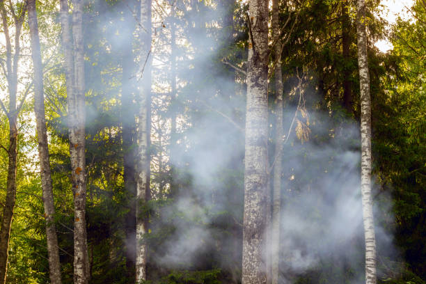 istock Thick smoke in the forest, fire, fire, danger and coziness 813001708