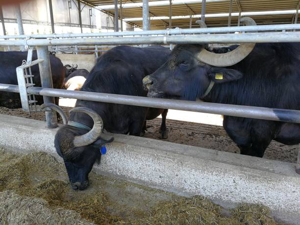 istock Battipaglia - Farmed buffaloes 813004948