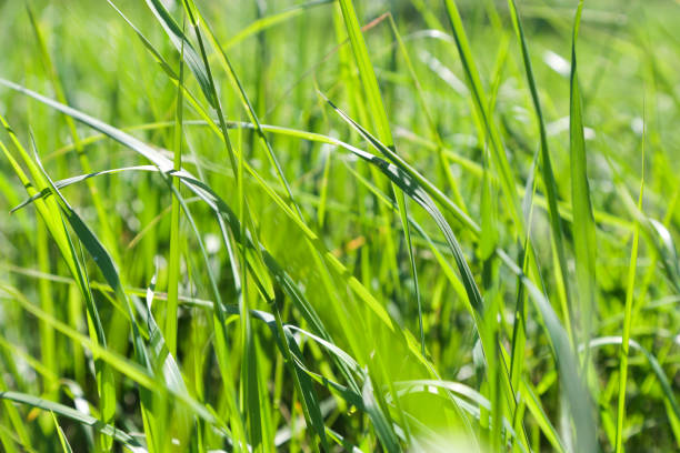 istock Grass, greens, field, backgrounds, close-up, 813005020