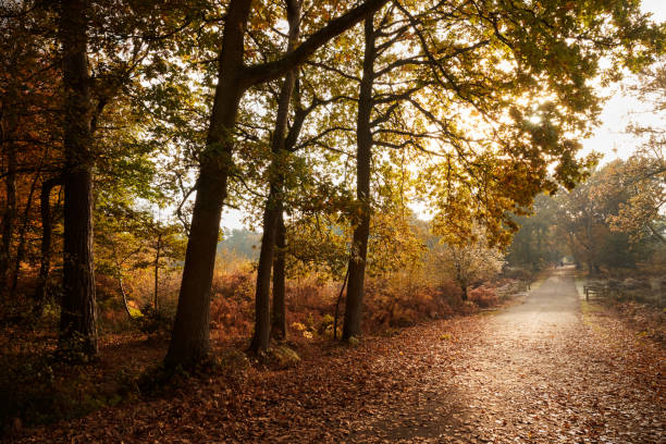 istock Burnham Beeches, UK - 7 November 2016: Road Through Autumn Trees At Burnham Beeches In Buckinghamshire 813005764