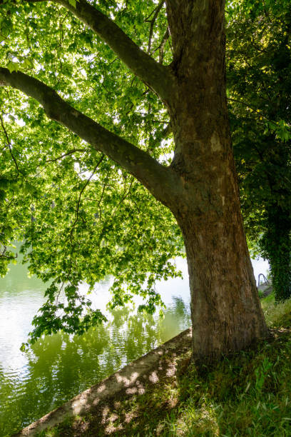 istock A maple tree on the bank of a river. 813008914