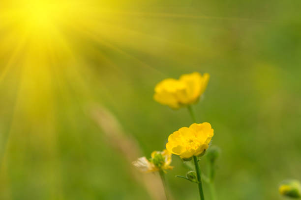 istock Yellow buttercup flowers 813011794