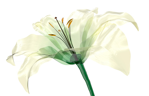 glass flower isolated on white, the lily flower, 3d illustration