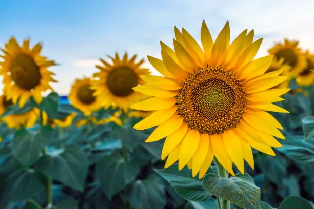 girasoli all'alba - sunflower foto e immagini stock