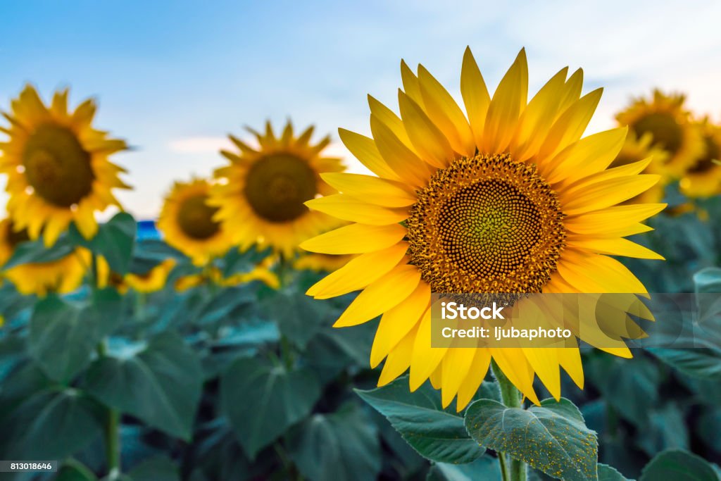 sunflowers at dawn Sunflowers garden,  have abundant health benefits. Sunflower oil improves skin health and promote cell regeneration. Dawn in the sunflowers field during summer sunset. Sunflower Stock Photo