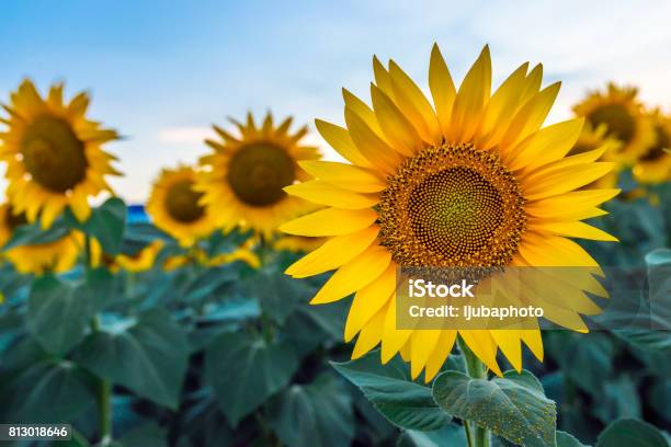 Sunflowers At Dawn Stock Photo - Download Image Now - Sunflower, Agricultural Field, Flower