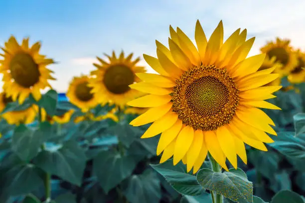 Sunflowers garden,  have abundant health benefits. Sunflower oil improves skin health and promote cell regeneration. Dawn in the sunflowers field during summer sunset.