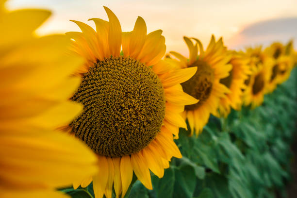 istock Sunflowers field and sunset sky 813018648